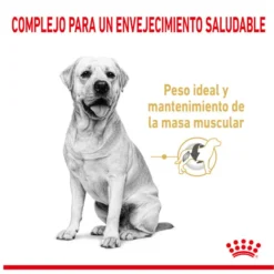 Royal Canin Adult 5+ Labrador ração para cães