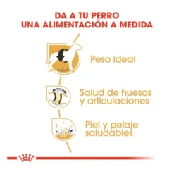 Royal Canin Adult Labrador Retriever ração para cães