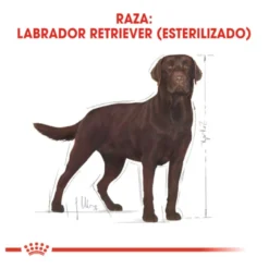 Royal Canin Adult Labrador Sterilised ração para cães