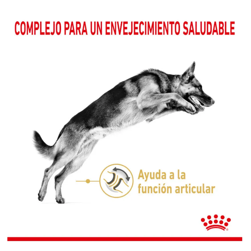 Royal Canin Adult 5+ Pastor Alemão ração para cães