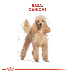 Royal Canin Adult Poodle ração para cães