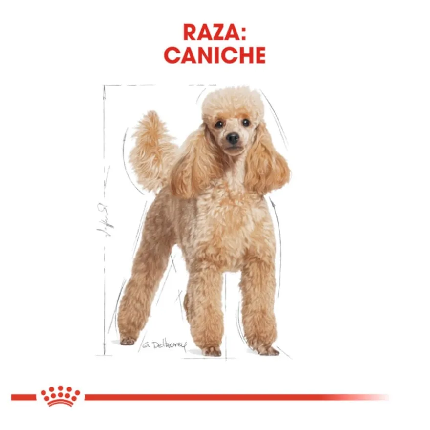 Royal Canin Adult Poodle ração para cães