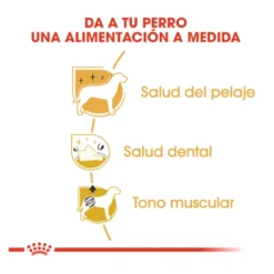 Royal Canin Adult Poodle ração para cães