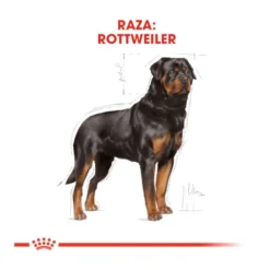 Royal Canin Adult Rottweiler ração para cães