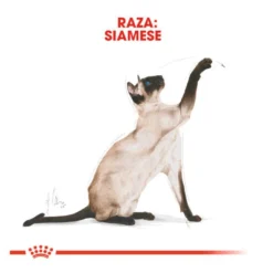 Royal Canin Adult Siamês ração para gatos