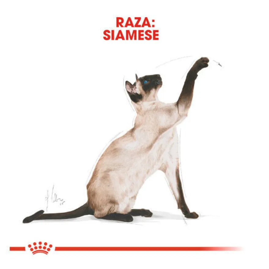 Royal Canin Adult Siamês ração para gatos