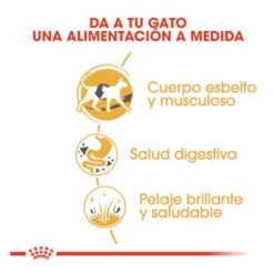 Royal Canin Adult Siamês ração para gatos