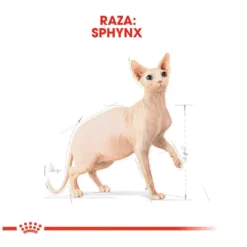 Royal Canin Adult Sphynx ração para gatos