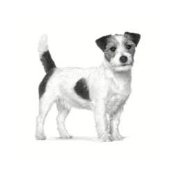 Royal Canin Anallergenic Small alimentação para cães