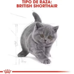 Royal Canin British Shorthair Kitten Ração para gatos