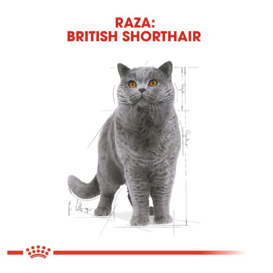 Royal Canin comida húmida British Shorthair Adult
