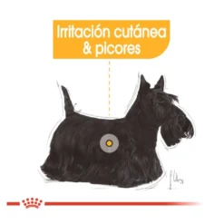 Royal Canin Dermacomfort Saquetas Patê para cães