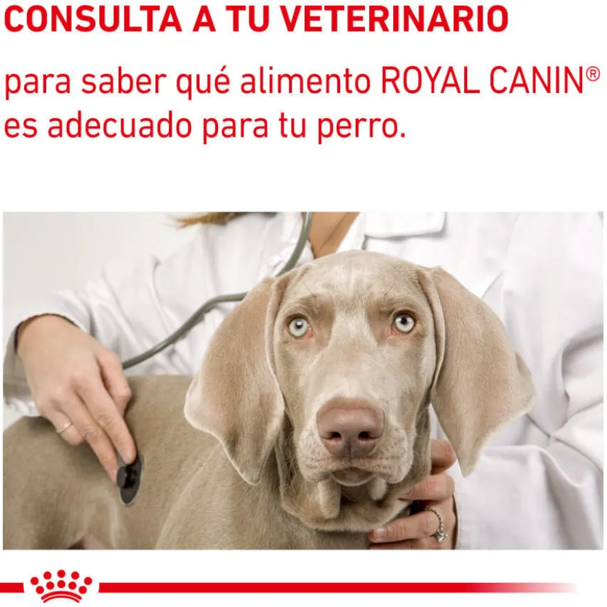 Royal Canin Expert Adult Comida húmida em molho em saqueta para cães