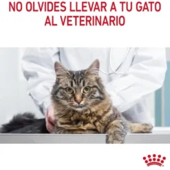 Royal Canin Hair&Skin ração para gatos