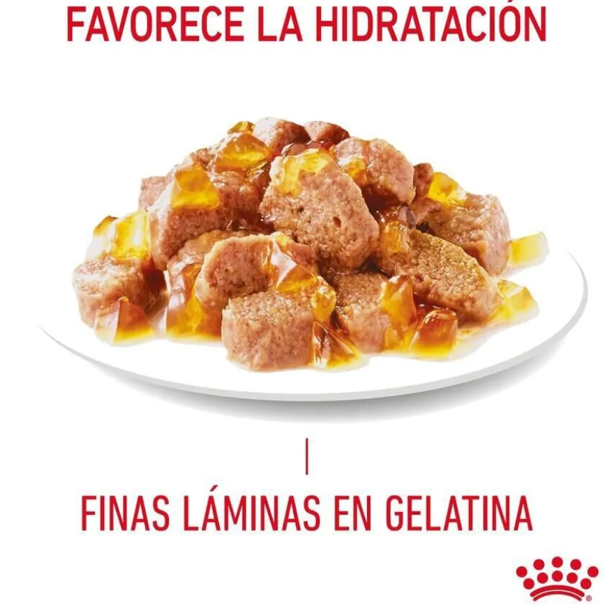 Royal Canin Intense Beauty Saquetas em Gelatina para gatos