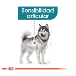 Royal Canin Joint Care Maxi ração para cães