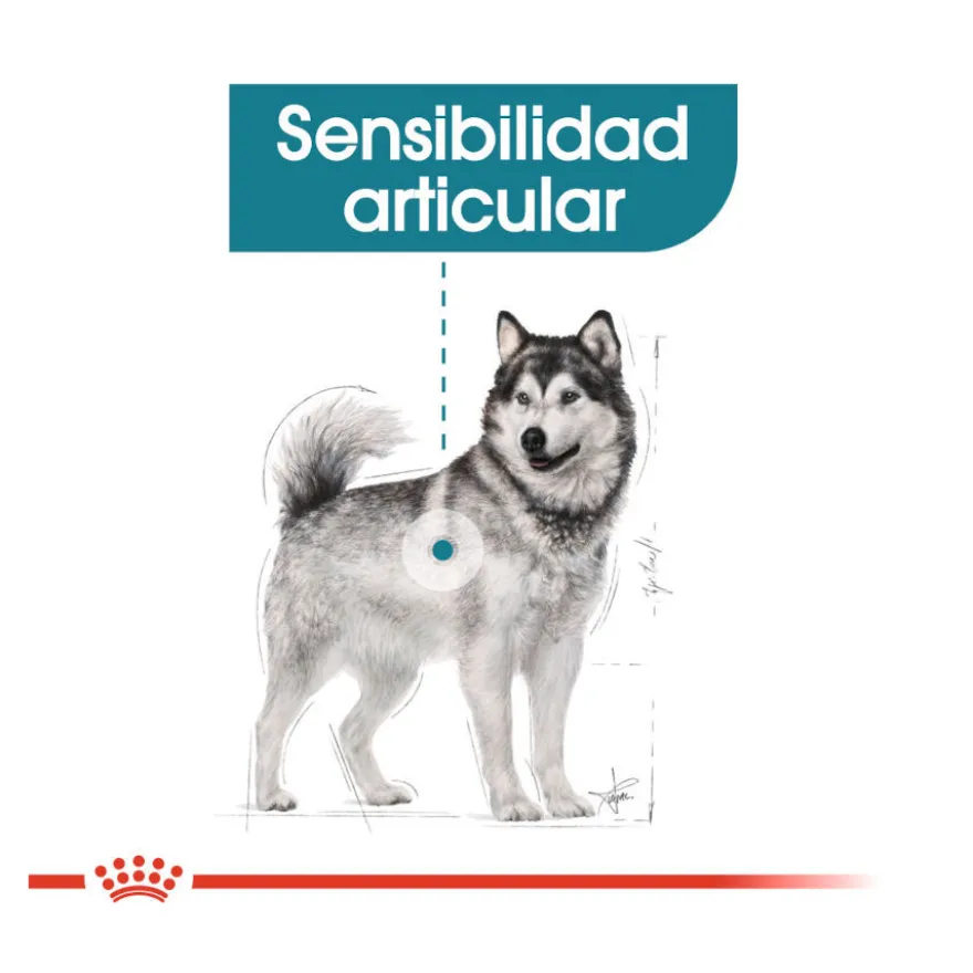 Royal Canin Joint Care Maxi ração para cães