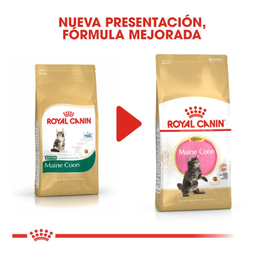 Royal Canin Kitten Maine Coon ração para gatinhos