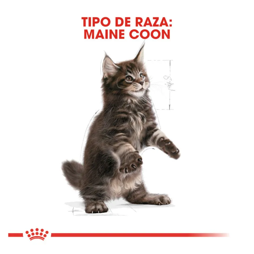 Royal Canin Kitten Maine Coon ração para gatinhos