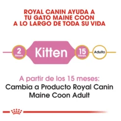 Royal Canin Kitten Maine Coon ração para gatinhos