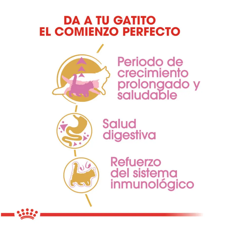 Royal Canin Kitten Maine Coon ração para gatinhos