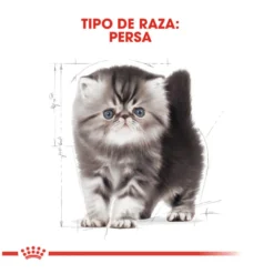 Royal Canin Kitten Persa ração para gatinhos