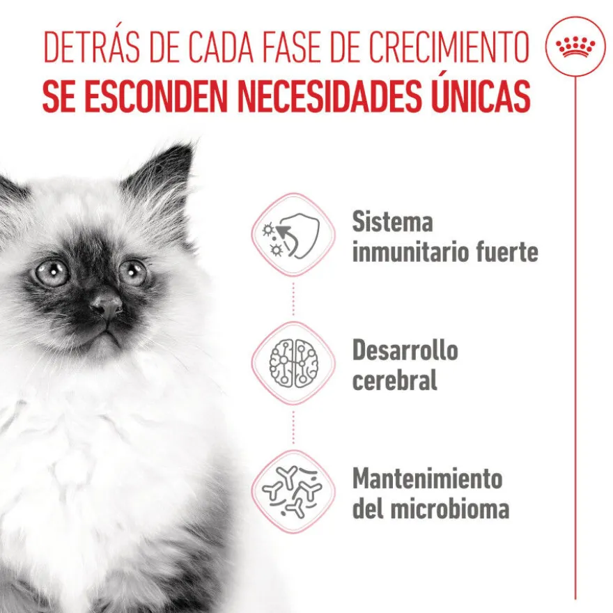 Royal Canin Kitten ração para gatinhos