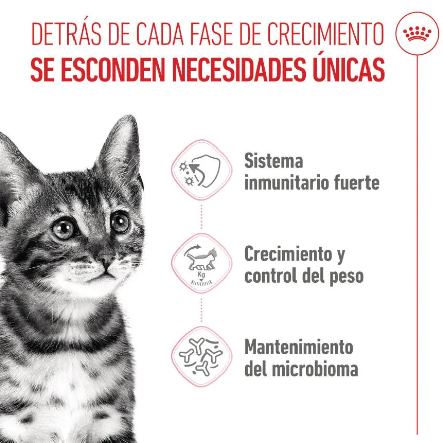 Royal Canin Kitten Sterilised ração para gatos