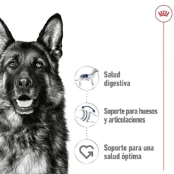 Royal Canin Maxi Adult Carne saquetas em molho para cães