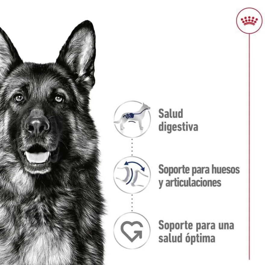 Royal Canin Maxi Adult Carne saquetas em molho para cães