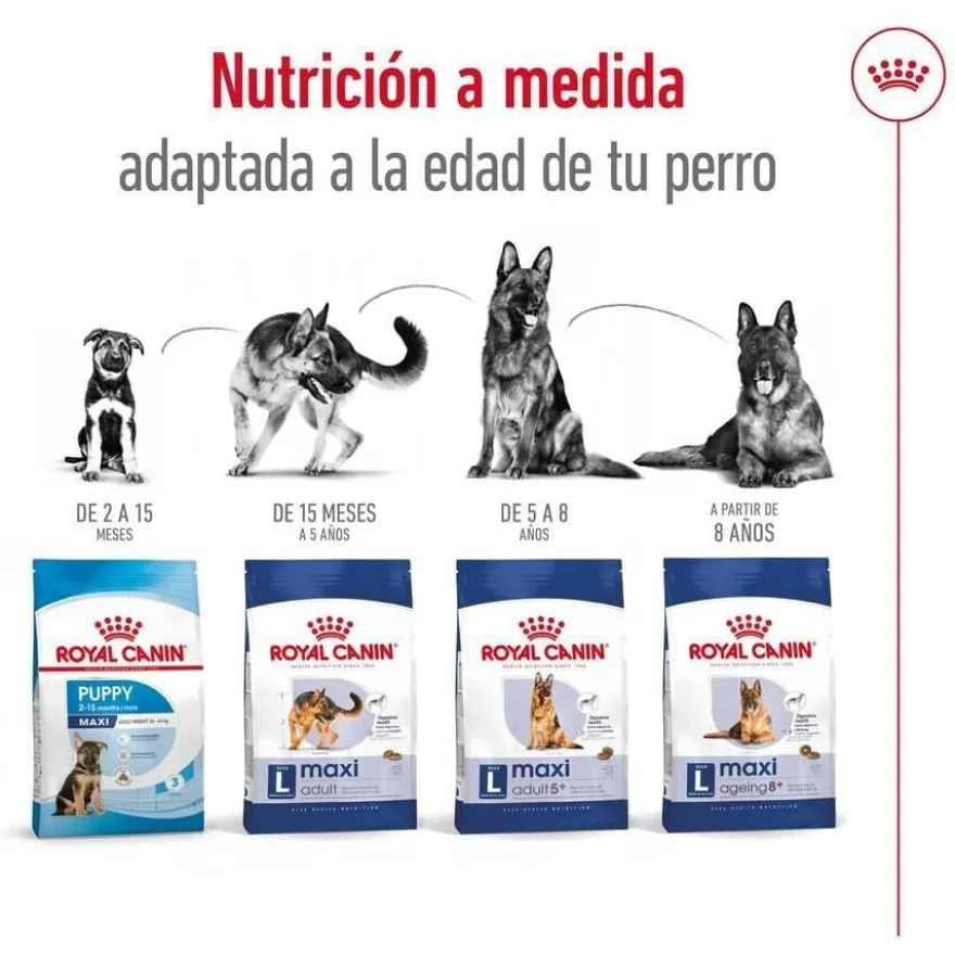 Royal Canin Maxi Adult ração para cães