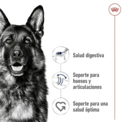 Royal Canin Maxi Adult ração para cães