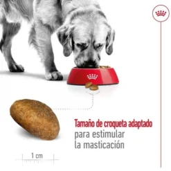Royal Canin Maxi Adult ração para cães