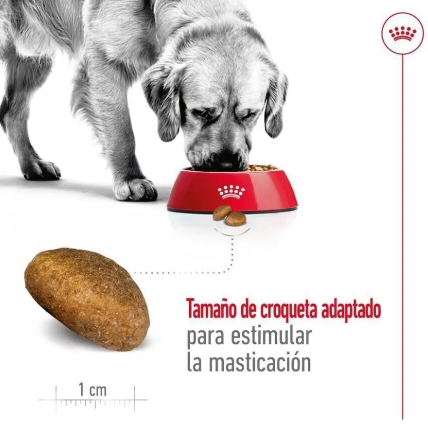 Royal Canin Maxi Adult ração para cães