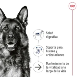 Royal Canin Maxi Ageing 5+ Patê em lata para cães sénior