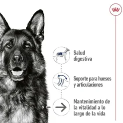 Royal Canin Maxi Ageing saqueta em molho para cães sénior