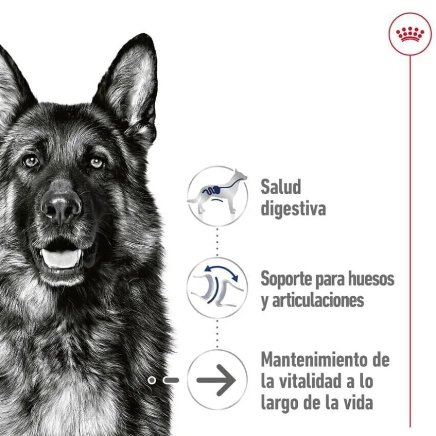 Royal Canin Maxi Ageing saqueta em molho para cães sénior