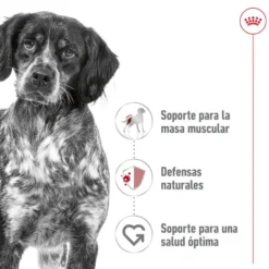 Royal Canin Medium Adult Patê em lata para cães