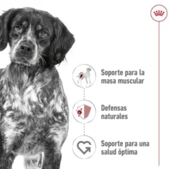 Royal Canin Medium Adult saquetas em molho para cães