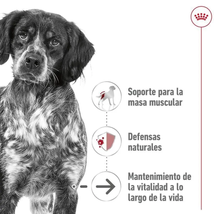 Royal Canin Medium Ageing saquetas em molho para cães sénior