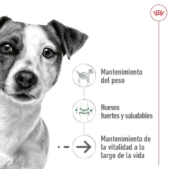 Royal Canin Mini 8+ Ageing lata para cães sénior