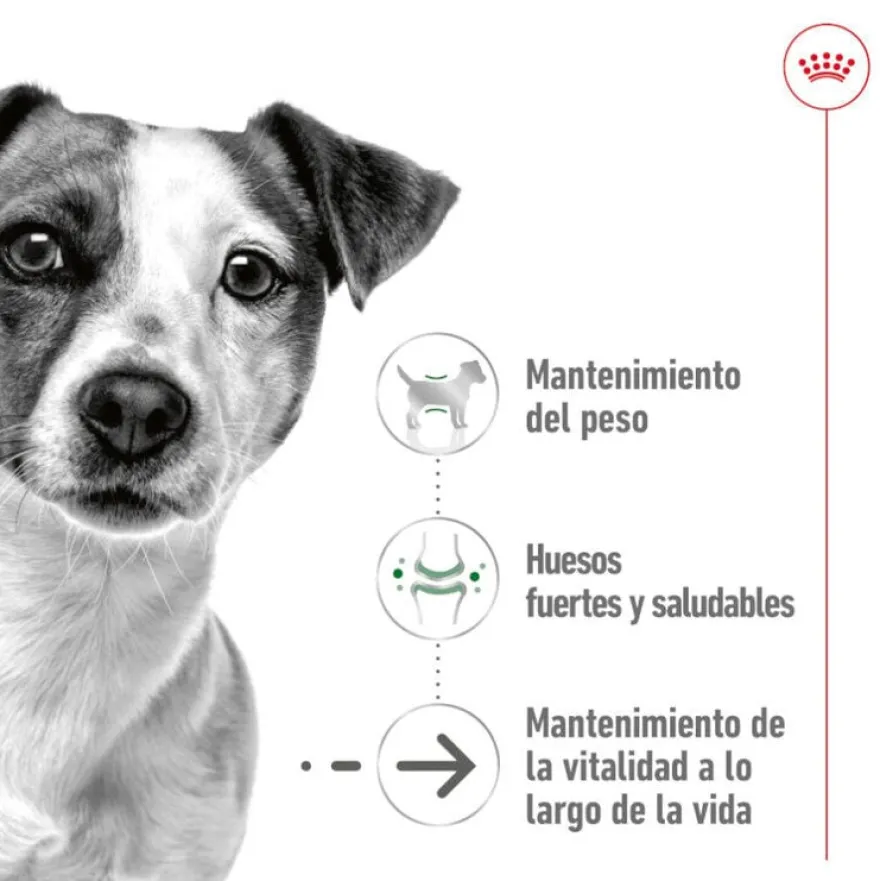 Royal Canin Mini 8+ Ageing lata para cães sénior