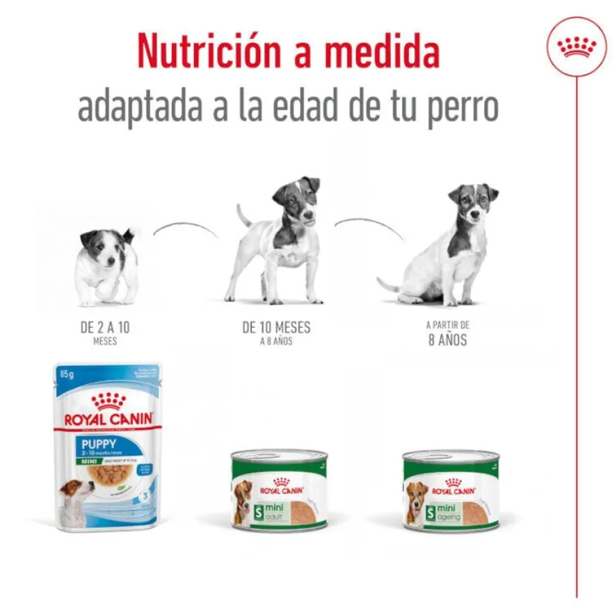 Royal Canin Mini 8+ Ageing lata para cães sénior