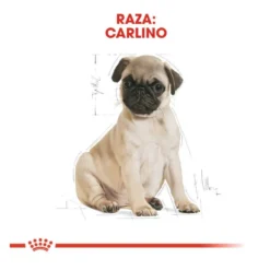 Royal Canin Puppy Pug ração para cães