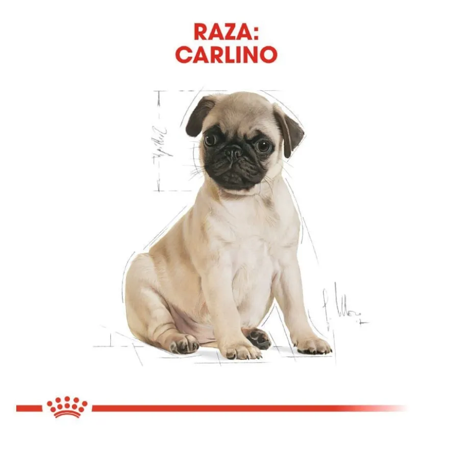 Royal Canin Puppy Pug ração para cães