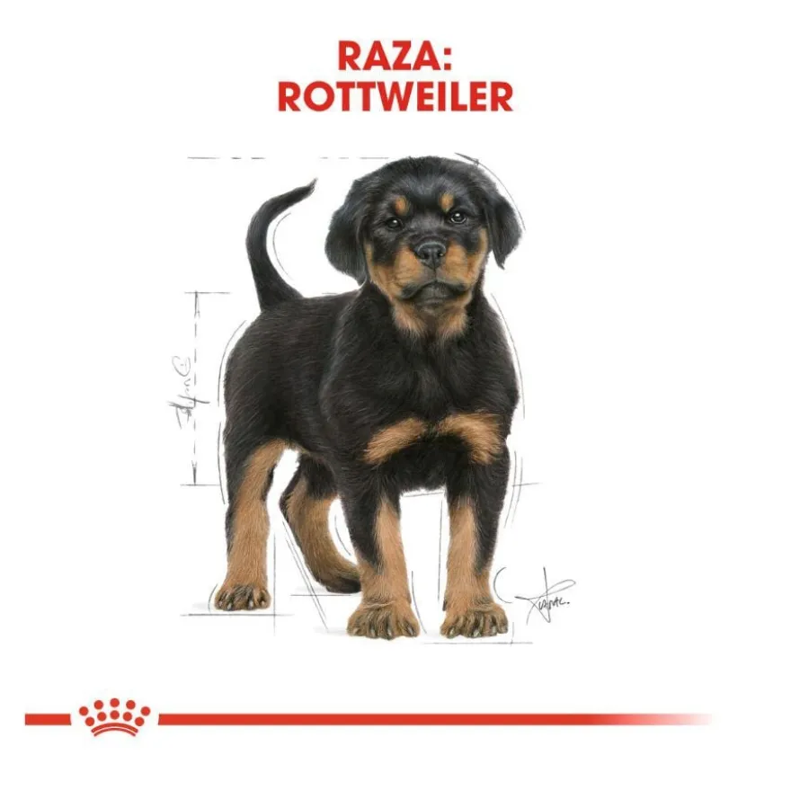 Royal Canin Puppy Rottweiler ração para cães