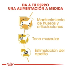 Royal Canin Saquetas de Patê para Teckel