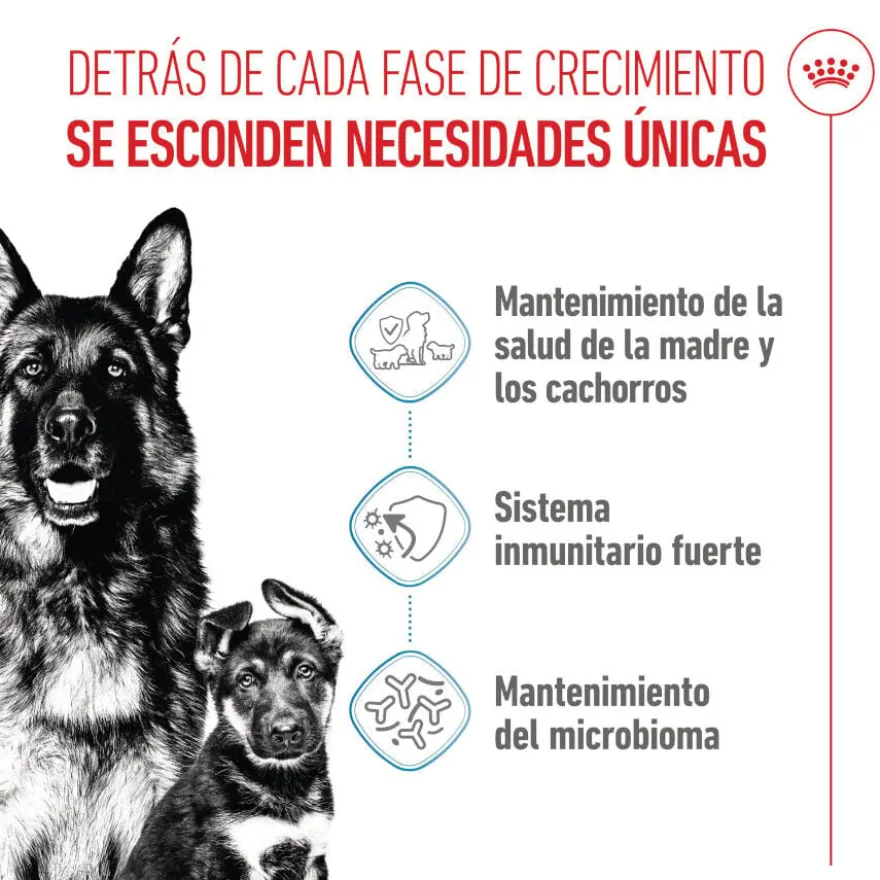 Royal Canin Starter Maxi Mother&Baby ração para cães