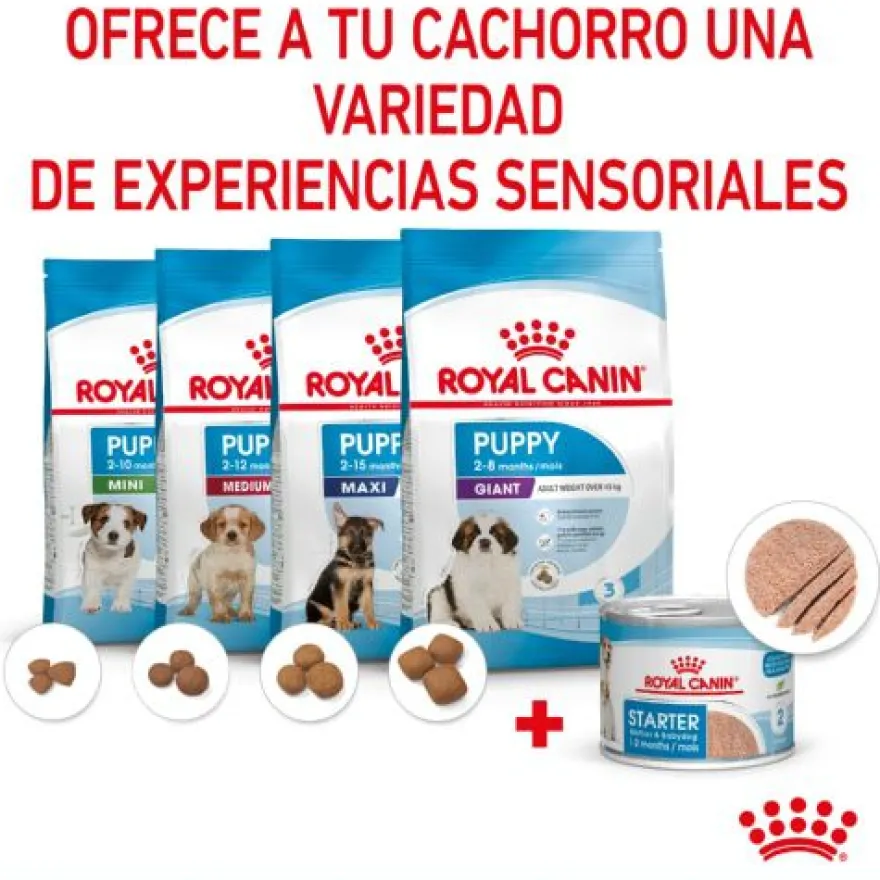Royal Canin Starter Mommy & Baby mousse latas para cães