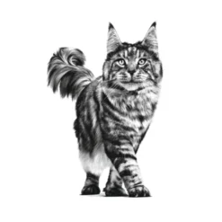 Royal Canin Veterinary Renal ração para gatos